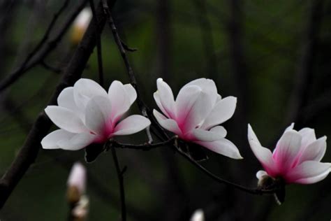 玉兰花风水